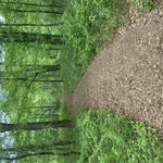 Clearing a path