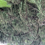 land clearing