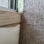 Pest Inspection