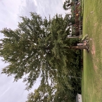 Tree removal