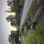 Stump removal