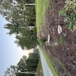 Stump removal