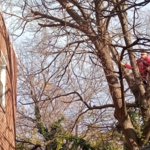 Tree Service