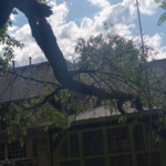 Tree Service