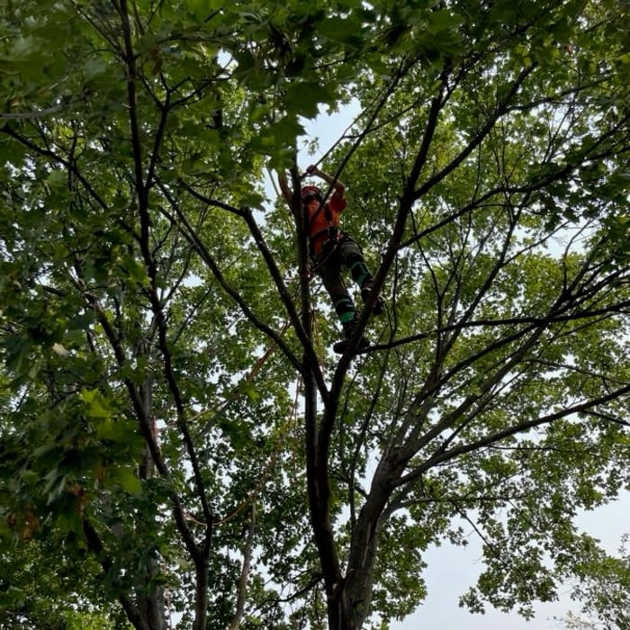 Pruning