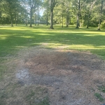 Stump Grinding job