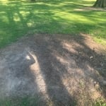 Stump grinding job