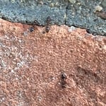 Acrobat Ants