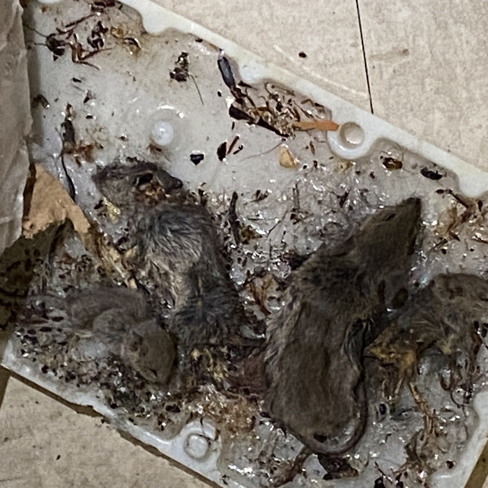 Mice Caught on trap