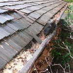 After The Tree Fell