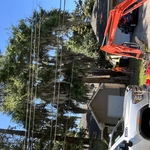 Oak tree removal