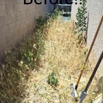 Before Side Yard Weed Removal