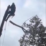 tree job