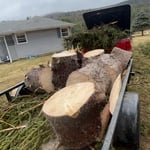 Tree removal photos