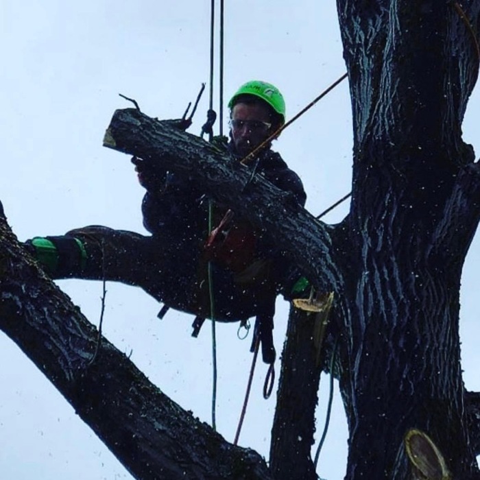 Tree removal photos