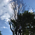 crepe myrtle