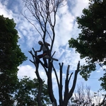 crepe myrtle