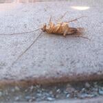 American roaches