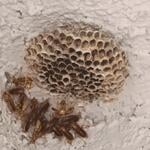 Wasp removal