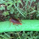 American Cockroach