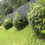 Hedges/ Bushes