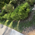 Hedges/ Bushes