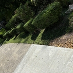 Hedges/ Bushes