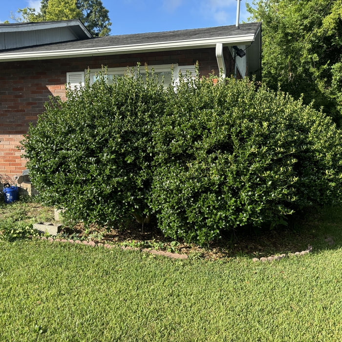 Large Bush Trimming