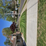 Grass