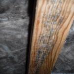 Beginning of mold growth in crawl