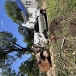Removed Tree from Vehicle -