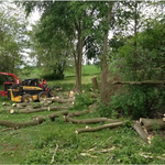 Tree service