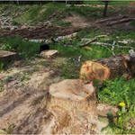 Tree service