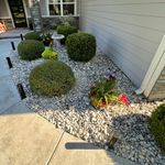 Replaced old mulch and bushes with rock