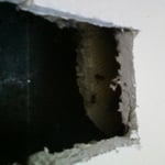 Bees in a wall