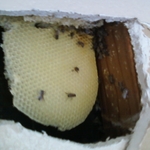 Bees in a wall