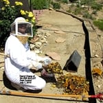 Honeycomb Removal