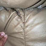 Bed bugs