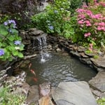 Koi pond clean