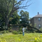 Tree clean up