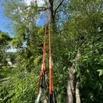 Tree trimming