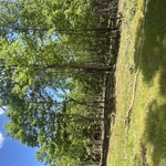 brush clearing