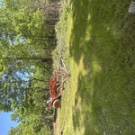 brush clearing