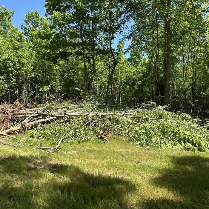 brush clearing
