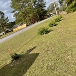 Bush/stumps to remove