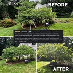 Redbud Pruning