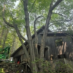Dangerous trees