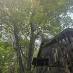 Dangerous trees