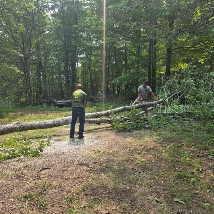 Dangerous trees