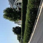Salt Lake bush trimming